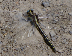 Phanogomphus kurilis