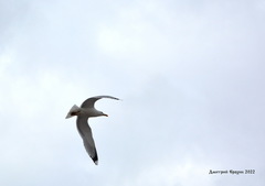 Larus argentatus
