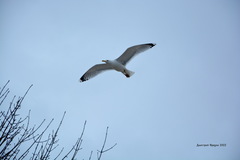 Larus argentatus