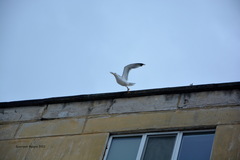Larus argentatus