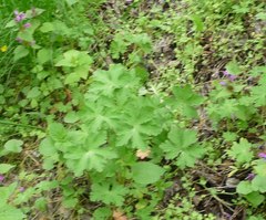 Geranium divaricatum