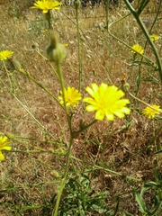 Picris rhagadioloides