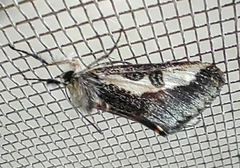 Euscirrhopterus gloveri