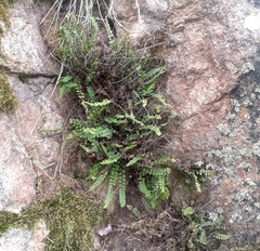 Asplenium trichomanes trichomanes