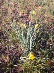 Haplophyllum dauricum