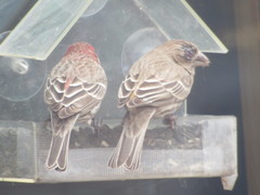 Haemorhous mexicanus