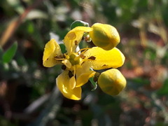 Haplophyllum dauricum