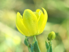 Haplophyllum dauricum