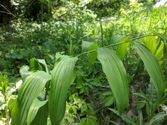 Polygonatum biflorum commutatum