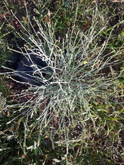 Lipschitzia divaricata