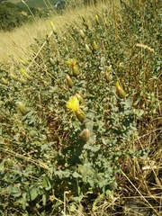 Klasea cerinthifolia