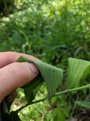 Polygonatum biflorum commutatum