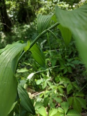 Polygonatum biflorum commutatum