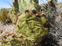 Opuntia rastrera