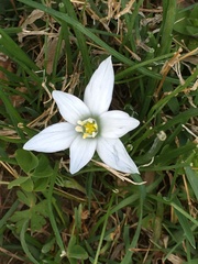 Ornithogalum nutans