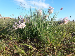 Allium mongolicum