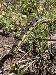 Hyles tithymali gecki