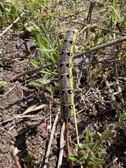 Hyles tithymali gecki