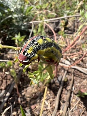 Hyles tithymali gecki