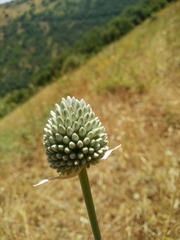 Allium phanerantherum