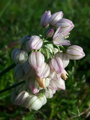 Allium mongolicum