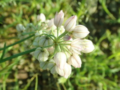 Allium mongolicum