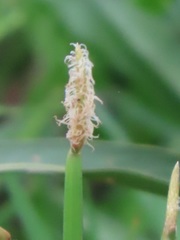 Eleocharis limosa
