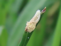 Eleocharis limosa