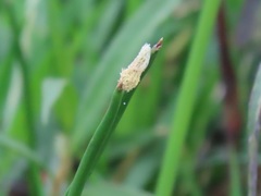 Eleocharis limosa