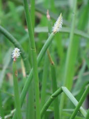 Eleocharis limosa