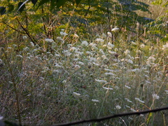 Daucus carota