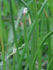 Eleocharis limosa