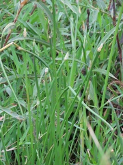 Eleocharis limosa