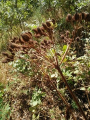 Lecokia cretica