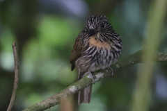 Malacoptila fulvogularis