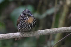 Malacoptila fulvogularis