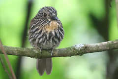 Malacoptila fulvogularis