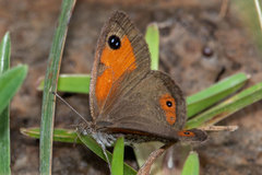 Pseudonympha magoides