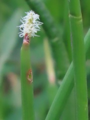 Eleocharis limosa