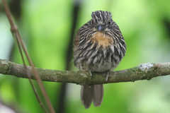 Malacoptila fulvogularis