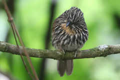 Malacoptila fulvogularis