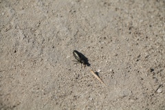 Meloe aeneus