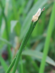 Eleocharis limosa