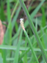 Eleocharis limosa