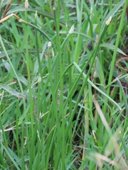 Eleocharis limosa