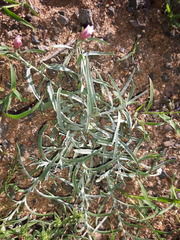 Convolvulus ammannii