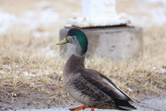 Anas rubripes × platyrhynchos