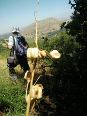 Fritillaria persica