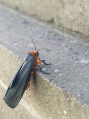 Gnamptonychia ventralis