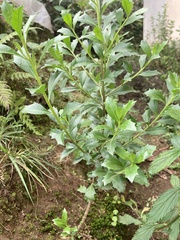 Baccharis lancifolia